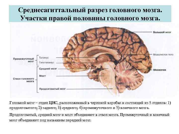 Головной и спинной мозг человека картинки