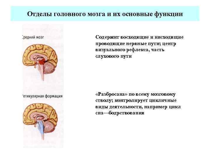 Отделы головного мозга и их основные функции Содержит восходящие и нисходящие проводящие нервные пути;