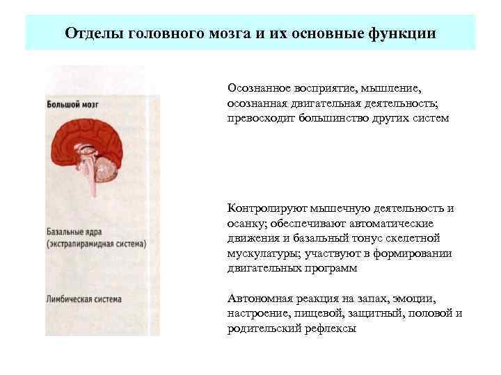 Отделы головного мозга и их основные функции Осознанное восприятие, мышление, осознанная двигательная деятельность; превосходит