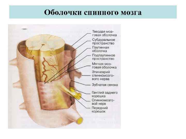 Спинной мозг оболочки