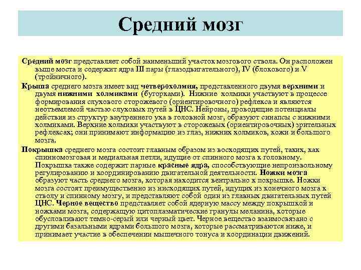 Средний мозг представляет собой наименьший участок мозгового ствола. Он расположен выше моста и содержит