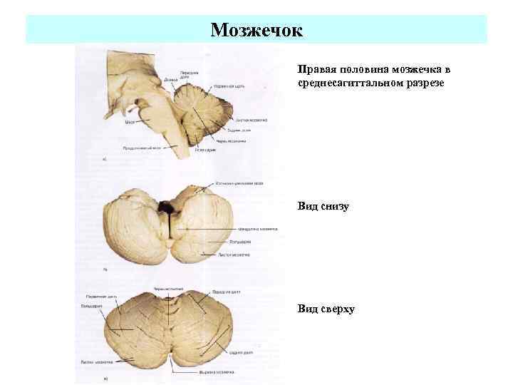 Заполните схему ядра мозжечка