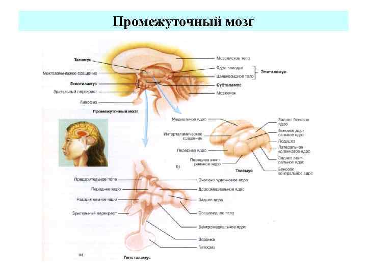 Промежуточный мозг 