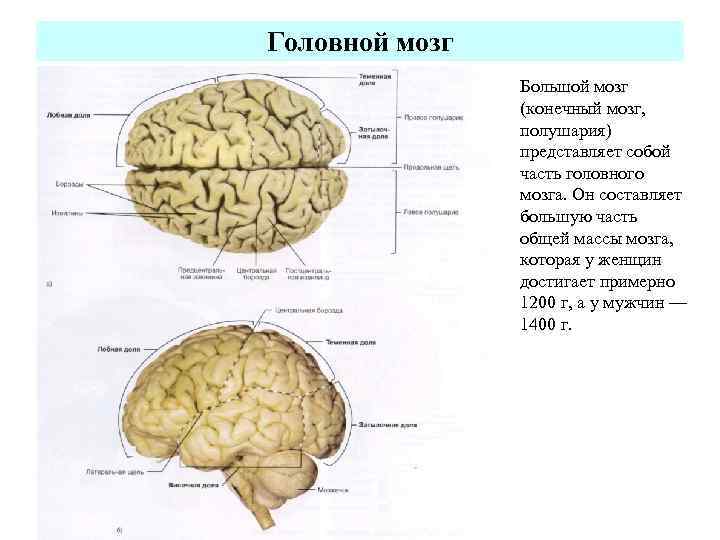 Самой большой мозг. Полушария конечного мозга. Фронтальный разрез головного мозга. Конечный мозг весит. Производные конечного мозга.