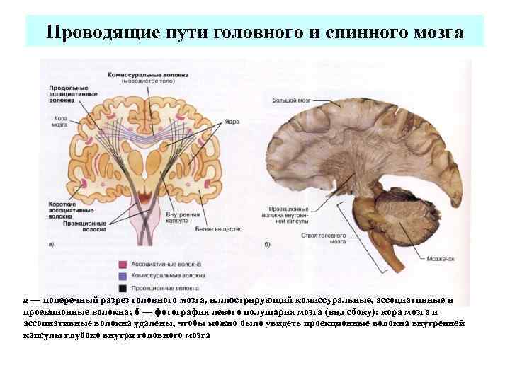 Проводящие пути головного и спинного мозга картинки