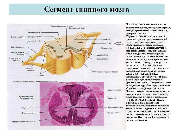 Белое вещество головного и спинного мозга образуют. Строение спинномозгового сегмента. Борозды спинного мозга анатомия. Строение сегмента спинного мозга анатомия. Схема сегмента головного мозга.
