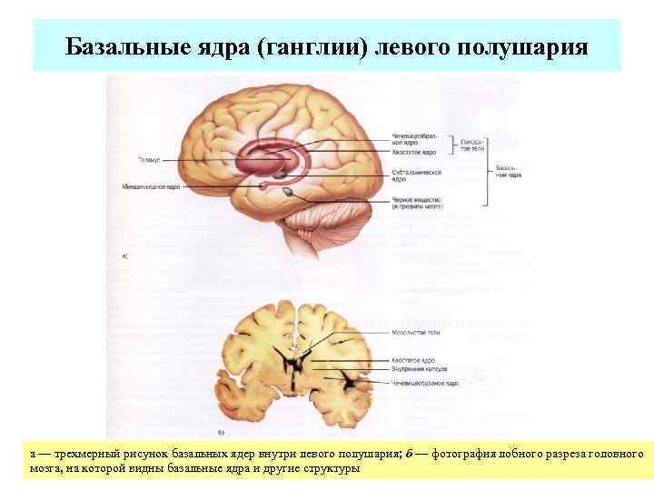 Подкорковые ядра полушарий. Конечный мозг базальные ядра структуры. Базальные ядра головного мозга анатомия функции. Базальные ганглии конечного мозга. Большие полушария головного мозга базальные ганглии.