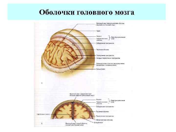 Оболочки мозга анатомия