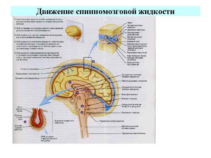 Движение спинномозговой жидкости 