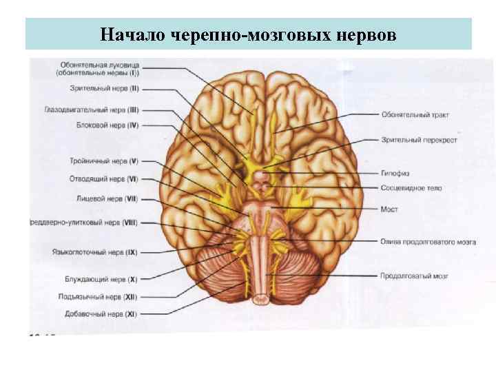 Продолговатый мозг черепно мозговые нервы