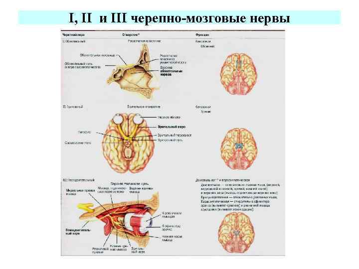 Симптомы поражения черепных нервов