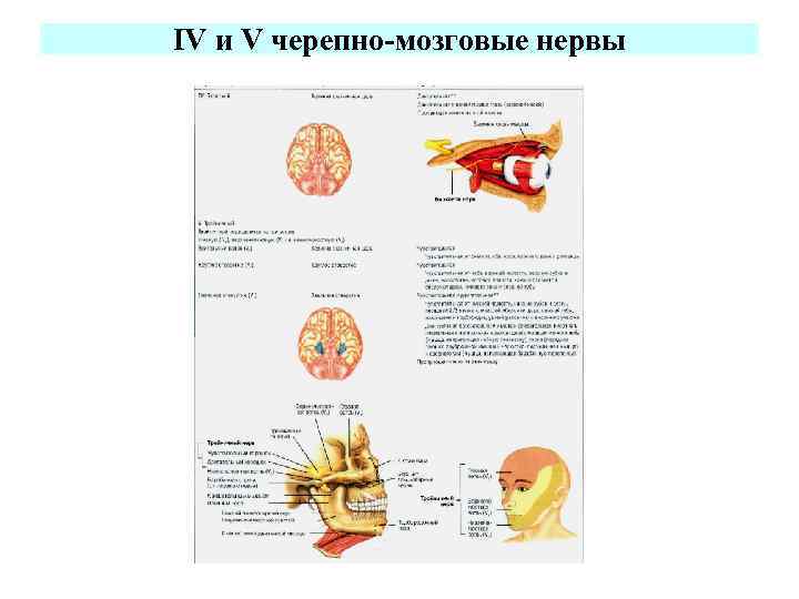 IV и V черепно-мозговые нервы 