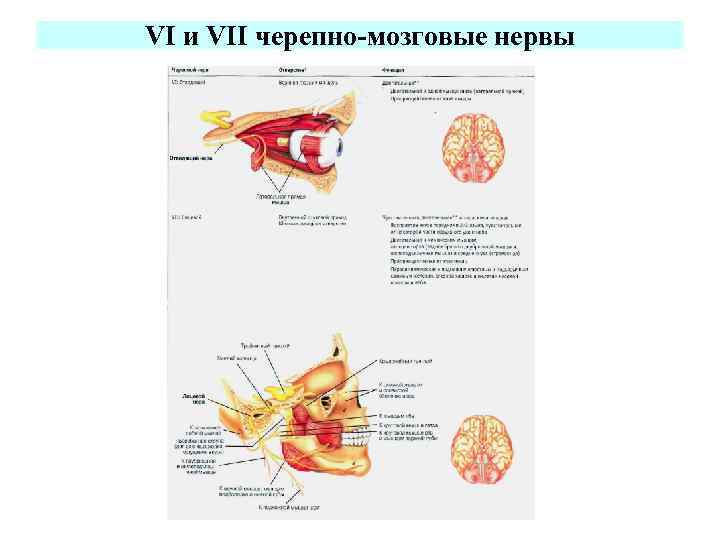 VI и VII черепно-мозговые нервы 