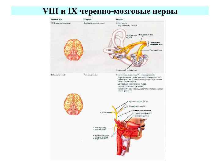 8 пара черепно мозговых нервов презентация