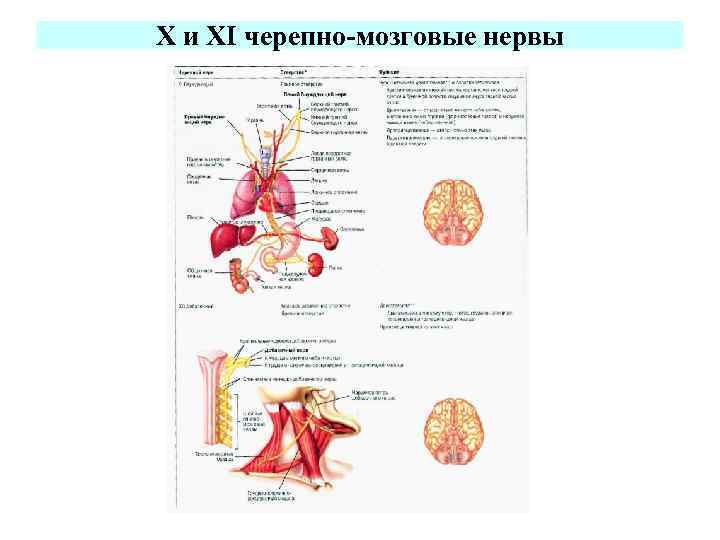 X и XI черепно-мозговые нервы 