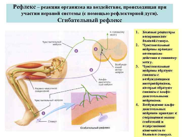 Двигательные реакции организма