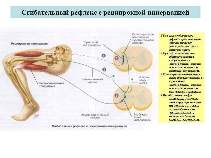 Сгибательный рефлекс физиология схема