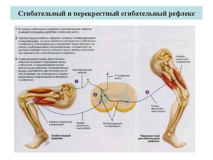 Сгибательный рефлекс физиология схема