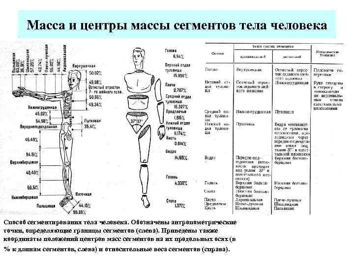 Характеристика массы людей. Вес сегментов тела человека и положение их центра тяжести. Определение веса сегментов тела человека формула. Центр масс человека биомеханика. Центр масс человека схема.