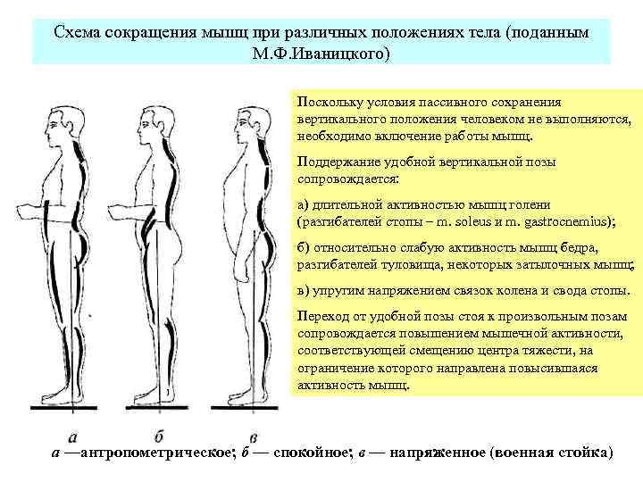 Вертикальное положение