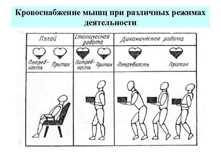 Кровоснабжение мышц при различных режимах деятельности 