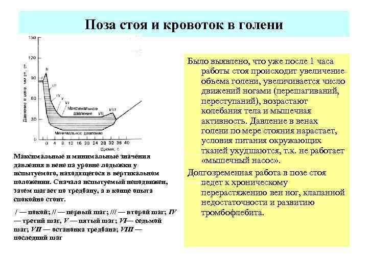 Поза стоя и кровоток в голени Максимальные и минимальные значения давления в вене па