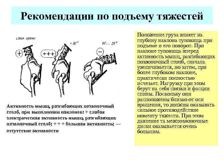 Рекомендации по подъему тяжестей Активность мышц, разгибающих позвоночный столб, при выполнении наклонов: + слабая