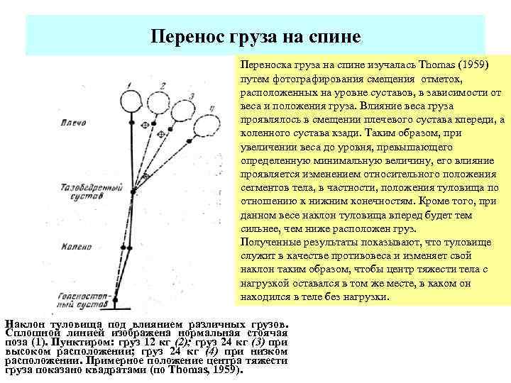 Перенос груза на спине Переноска груза на спине изучалась Thomas (1959) путем фотографирования смещения