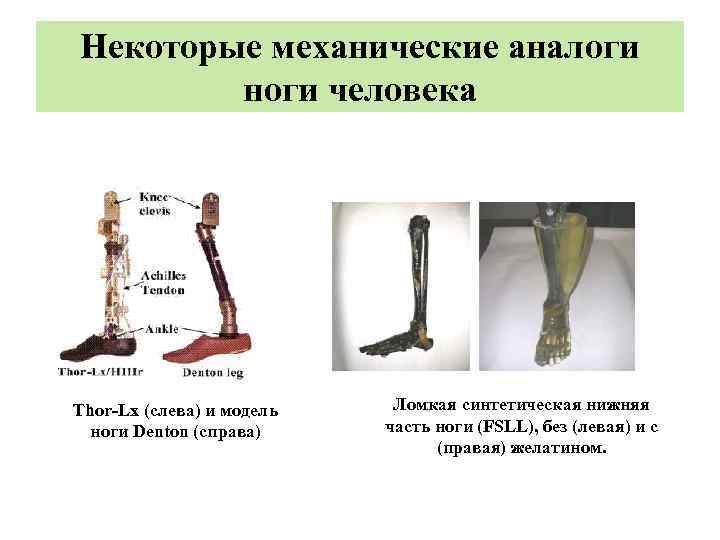 Некоторые механические аналоги ноги человека Thor-Lx (слева) и модель ноги Denton (справа) Ломкая синтетическая