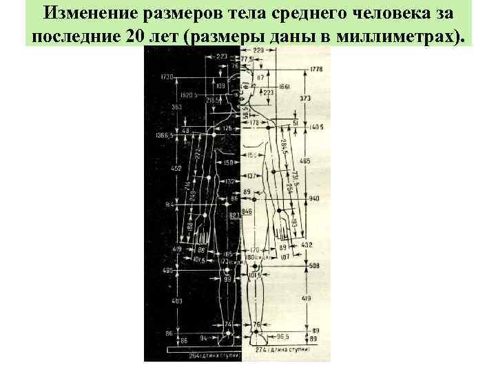 Изменение размеров тела среднего человека за последние 20 лет (размеры даны в миллиметрах). 