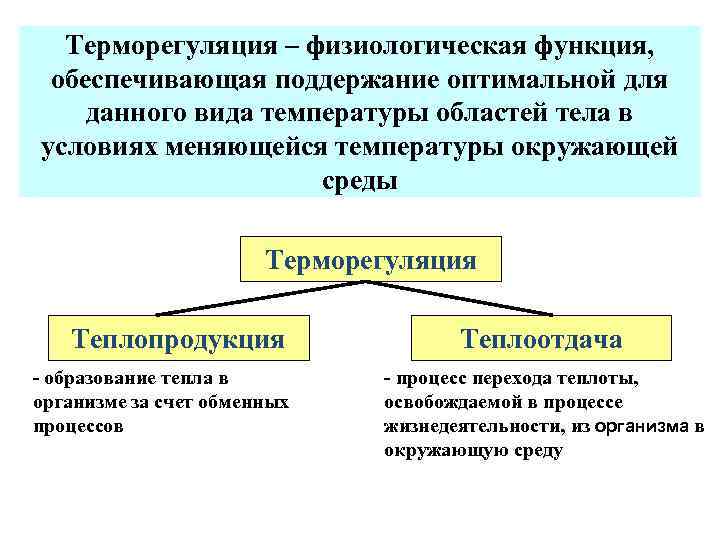 Образование тепла. Терморегуляция организма с окружающей средой. Виды терморегуляции. Функций терморегуляции организма. Функции терморегуляции человека.