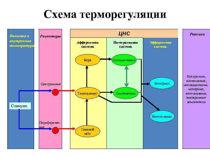 Схема терморегуляции физиология