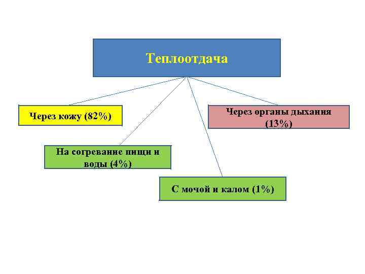 Теплоотдача Через кожу (82%) Через органы дыхания (13%) На согревание пищи и воды (4%)