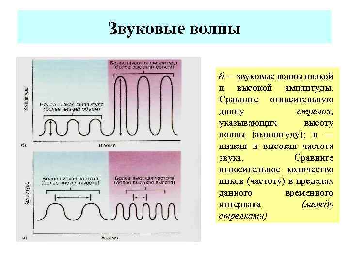 Звуковые волны б — звуковые волны низкой и высокой амплитуды. Сравните относительную длину стрелок,