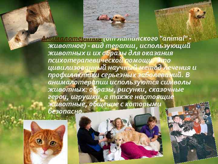 Анималотерапия (от латинского "animal" животное) - вид терапии, использующий животных и их образы для