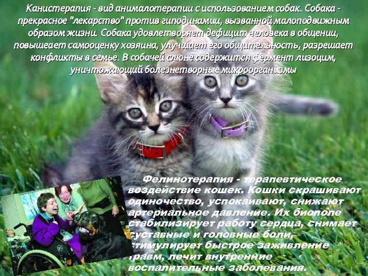 Канистерапия - вид анималотерапии с использованием собак. Собака прекрасное "лекарство" против гиподинамии, вызванной малоподвижным