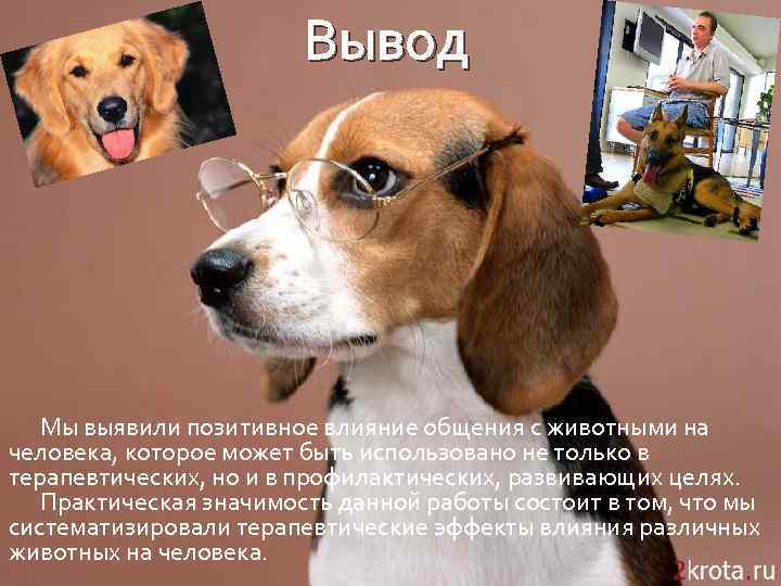 Вывод Мы выявили позитивное влияние общения с животными на человека, которое может быть использовано