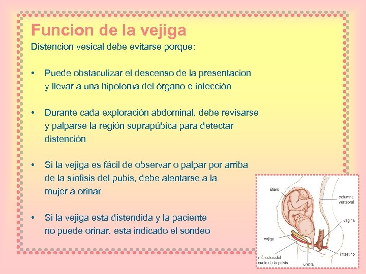 Funcion de la vejiga Distencion vesical debe evitarse porque: • Puede obstaculizar el descenso