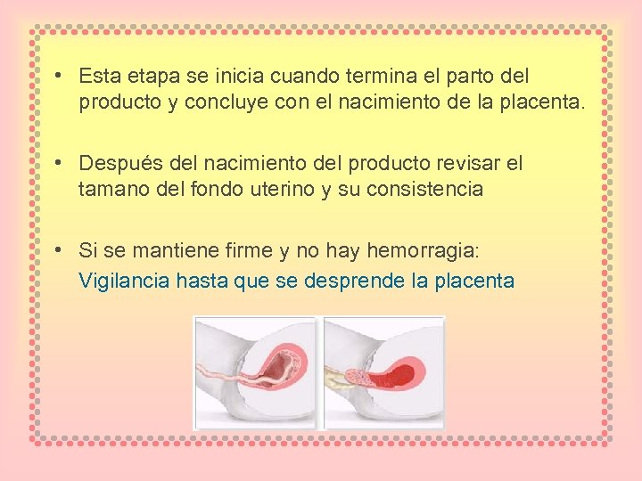  • Esta etapa se inicia cuando termina el parto del producto y concluye