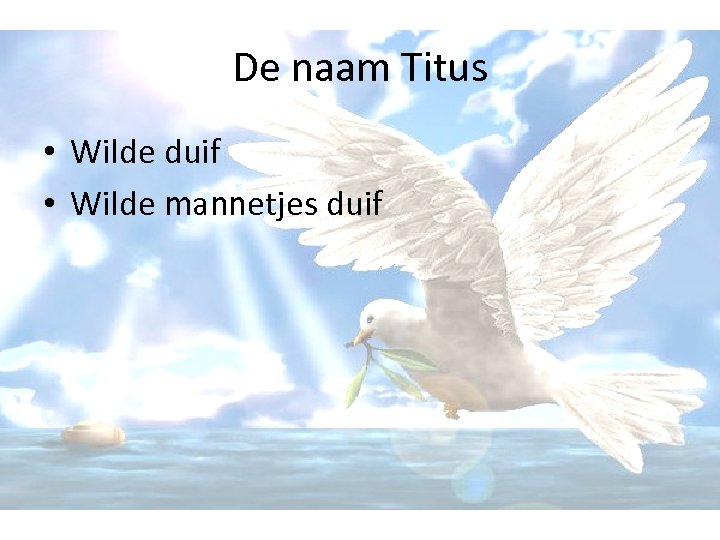 De naam Titus • Wilde duif • Wilde mannetjes duif 