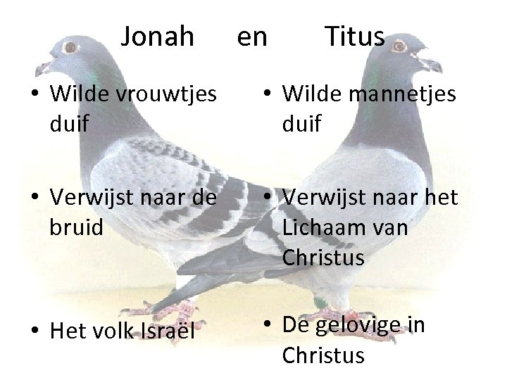 Jonah en Titus • Wilde vrouwtjes duif • Wilde mannetjes duif • Verwijst naar