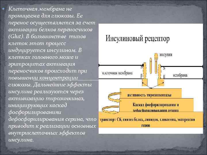  Клеточная мембрана не проницаема для глюкозы. Ее перенос осуществляется за счет активации белков