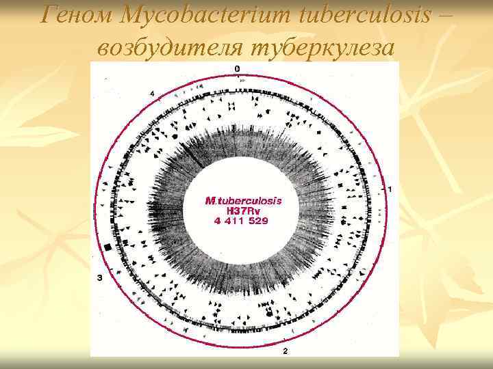 Геном Mycobacterium tuberculosis – возбудителя туберкулеза 