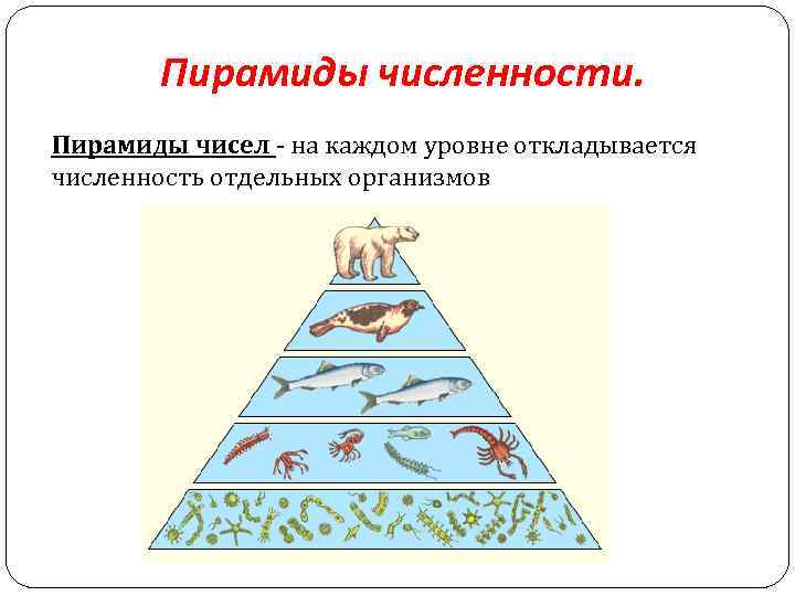 Экологическая пирамида рисунок