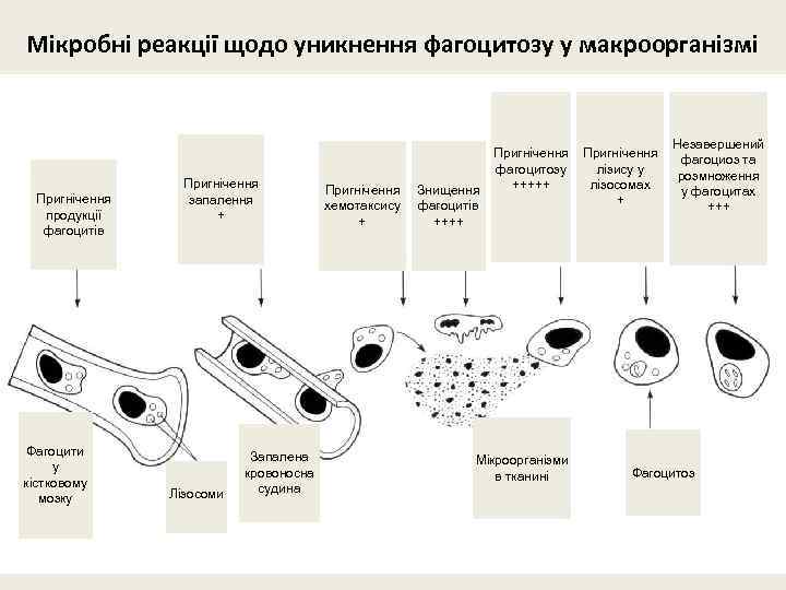 Мікробні реакції щодо уникнення фагоцитозу у макроорганізмі Пригнічення продукції фагоцитів Фагоцити у кістковому мозку