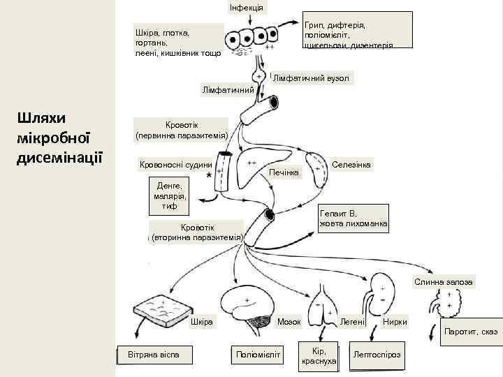 Інфекція Грип, дифтерія, поліомієліт, шигельози, дизентерія Шкіра, глотка, гортань, леені, кишківник тощо Лімфатичний вузол