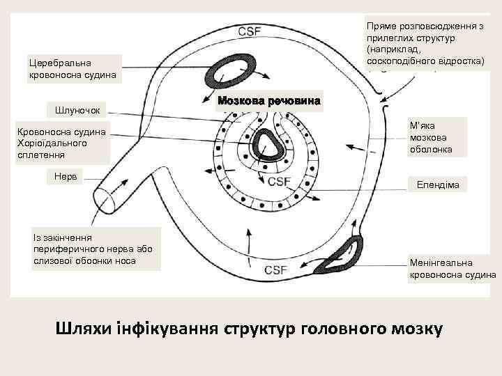 Пряме розповсюдження з прилеглих структур (наприклад, соскоподібного відростка) Церебральна кровоносна судина Шлуночок Кровоносна судина