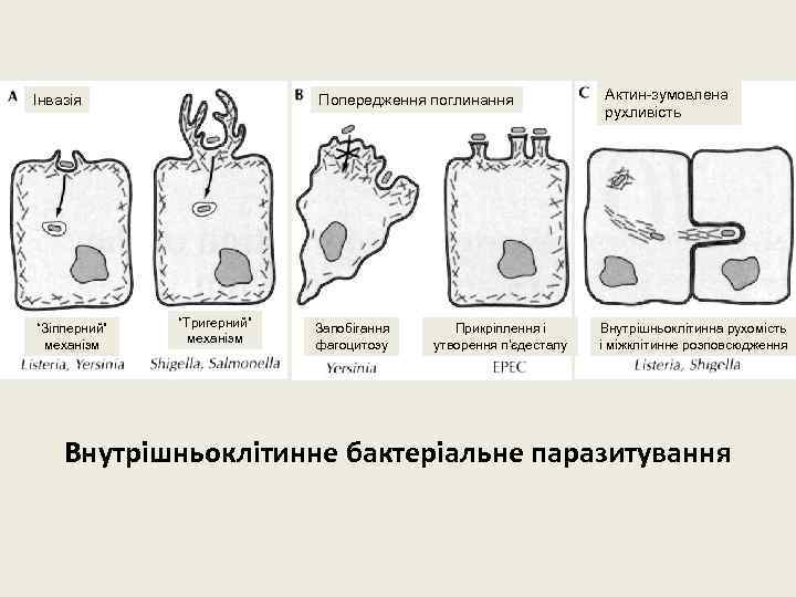 Інвазія “Зіпперний” механізм Попередження поглинання “Тригерний” механізм Запобігання фагоцитозу Прикріплення і утворення п’єдесталу Актин-зумовлена