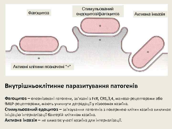 Фагоцитоз Стимульований ендоцитоз/фагоцитоз Активна інвазія Активні клітини позначені “+” Внутрішньоклітинне паразитування патогенів Фагоцитоз –