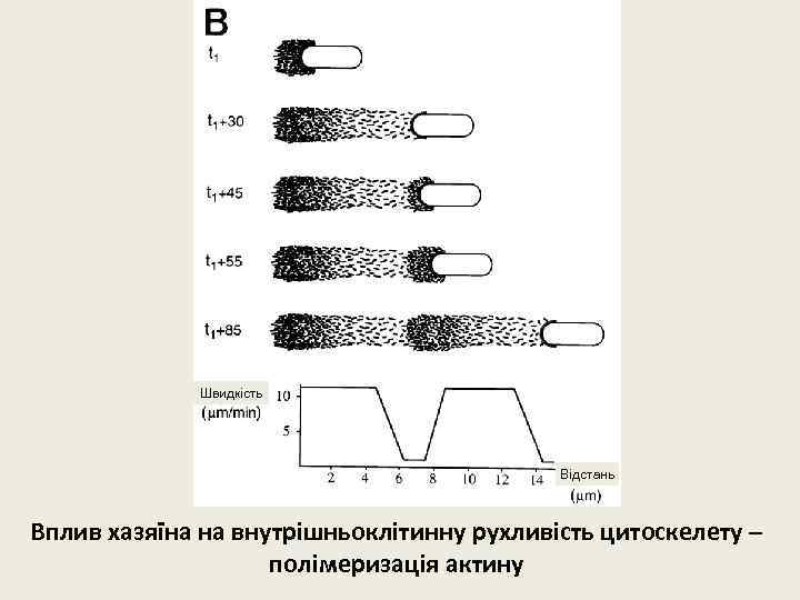 Швидкість Відстань Вплив хазяїна на внутрішньоклітинну рухливість цитоскелету – полімеризація актину 